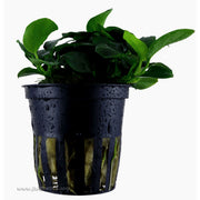 Tropica Anubias barteri (Petite) Potted Plant