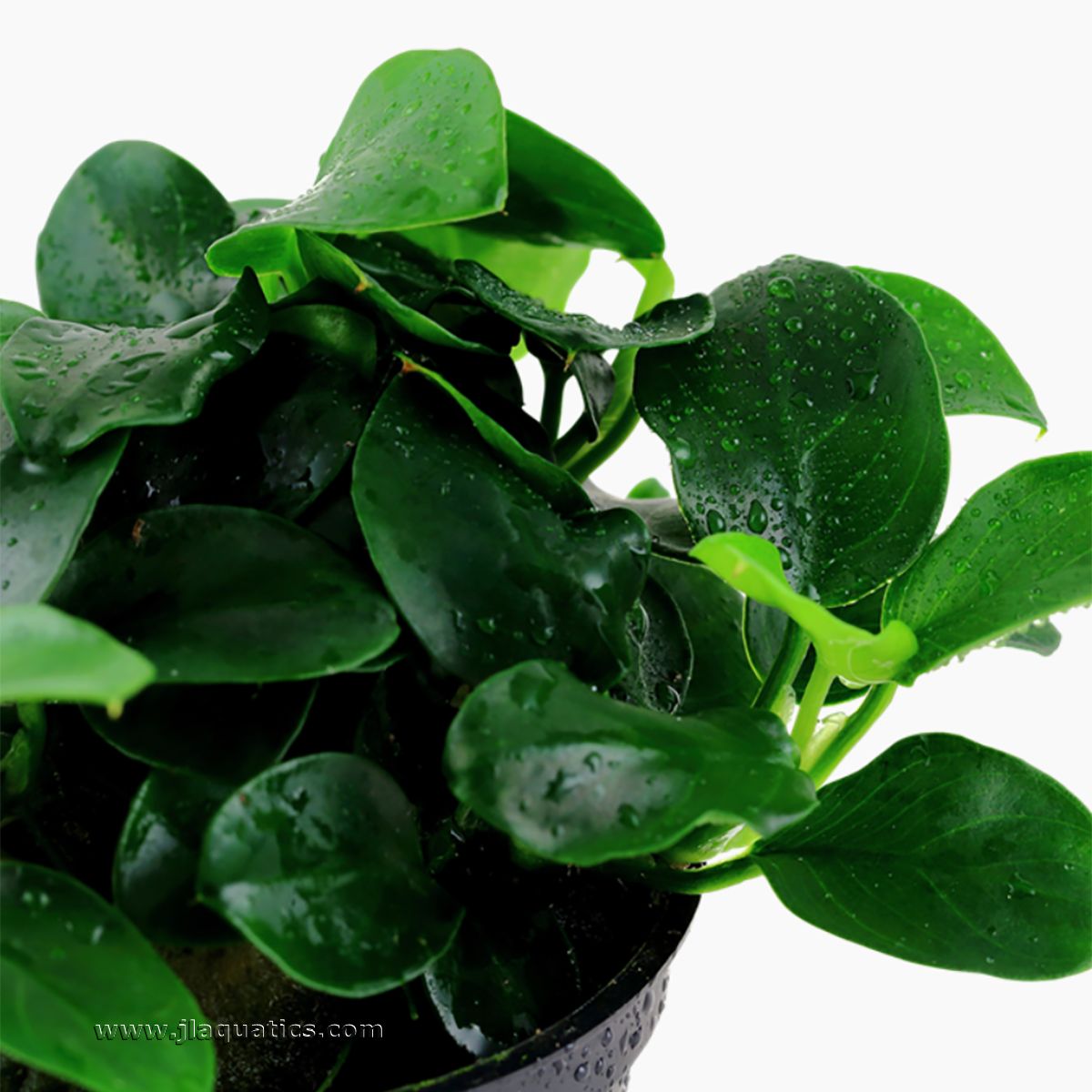 Closeup of leaf of the Tropica Anubias barteri (Petite) Potted Plant