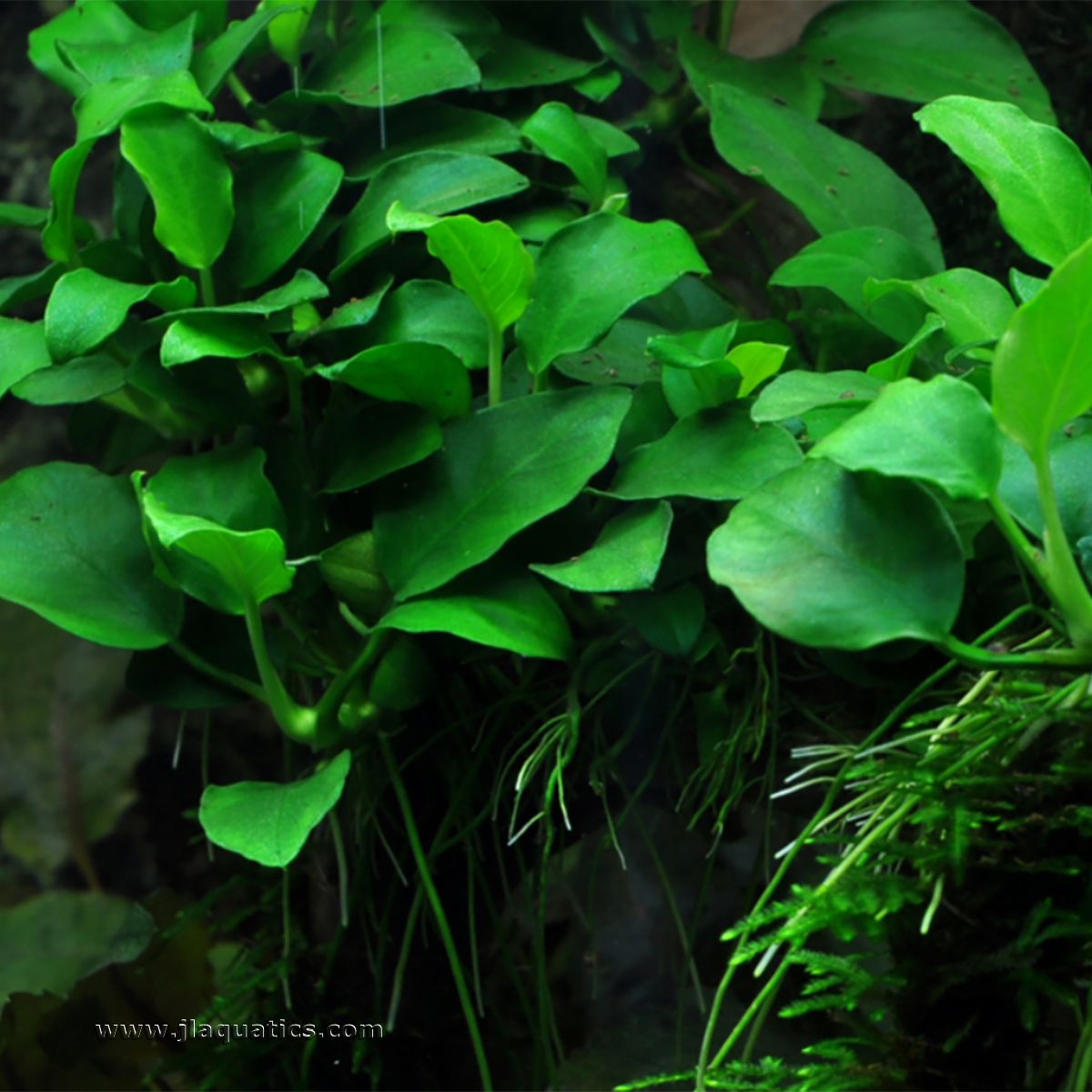 Tropica Anubias barteri (Petite) Potted Plant in a planted aquarium.