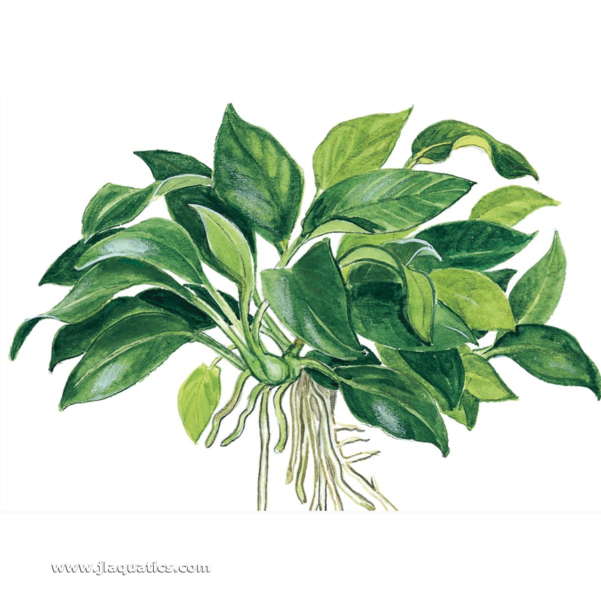 Illustration including root structure of the Tropica Anubias barteri (Petite) Potted Plant