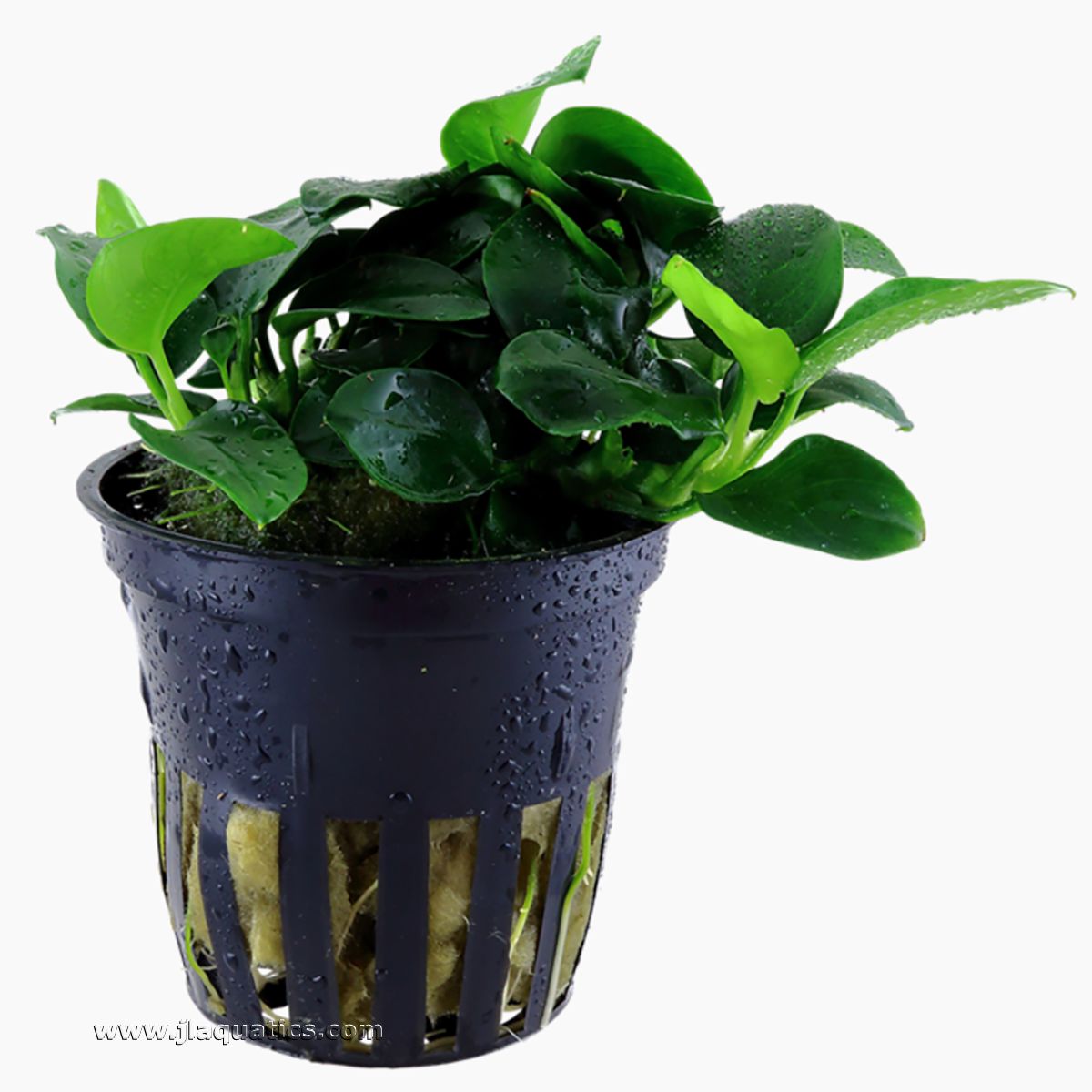Tropica Anubias barteri (Petite) Potted Plant side view