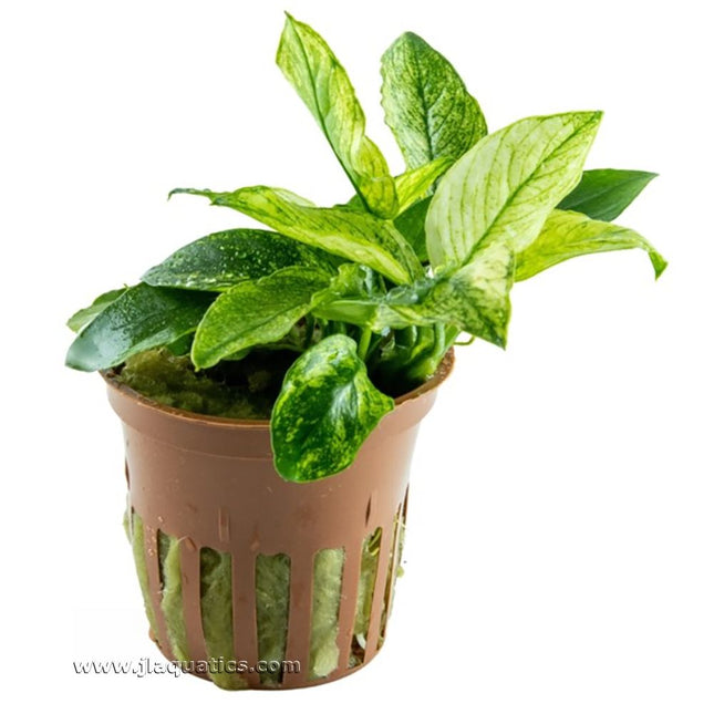 Tropica Anubias barteri (Pinto) Potted Plant