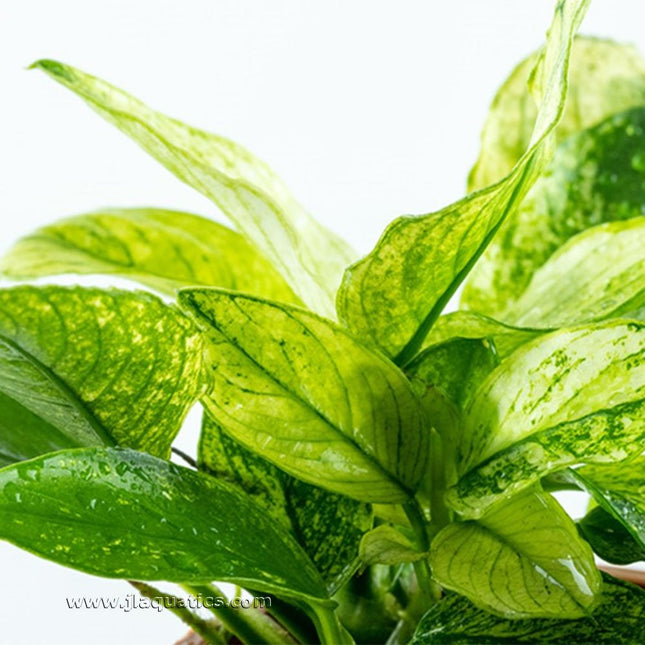 Tropica Anubias barteri (Pinto) Potted Plant close-up of leaf structure