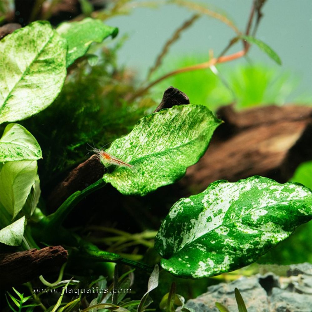 Tropica Anubias barteri (Pinto) Potted Plant in an aquarium with a freshwater shrimp on it