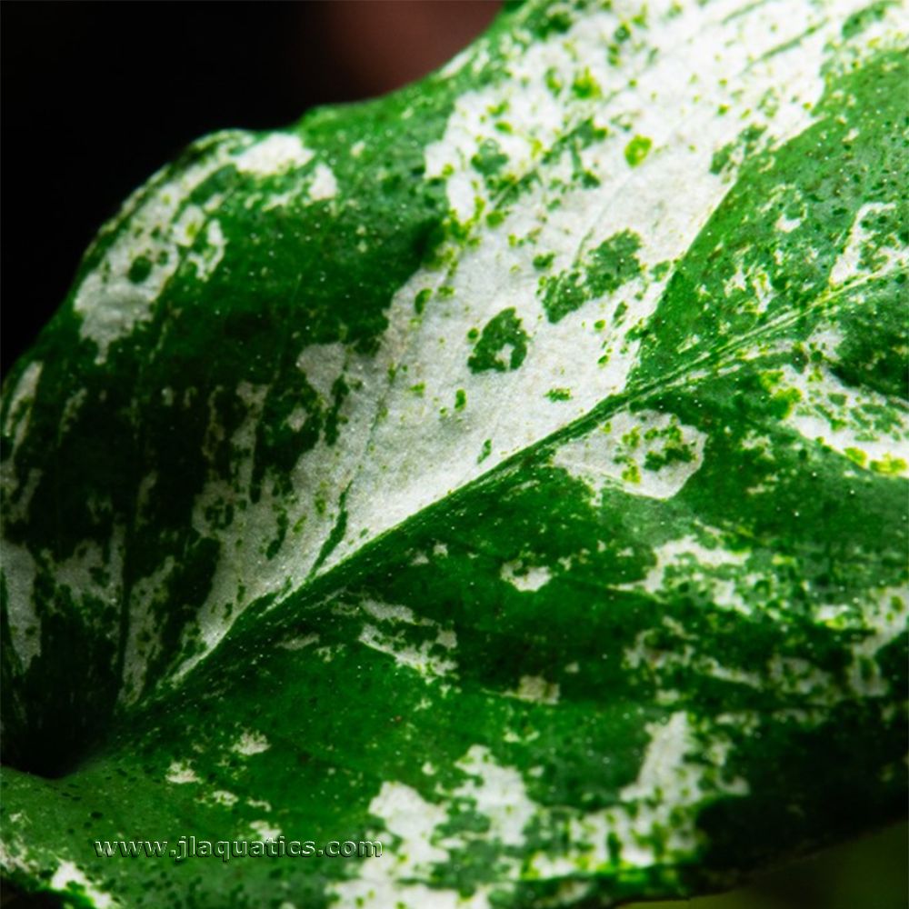 Tropica Anubias barteri (Pinto) Potted Plant extreme close-up of plant leaf coloration
