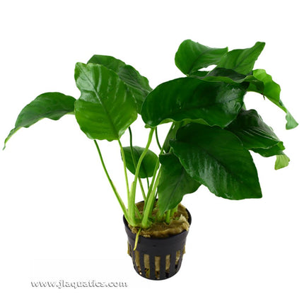 Tropica Anubias barteri var. barteri Potted Plant shown at an angle
