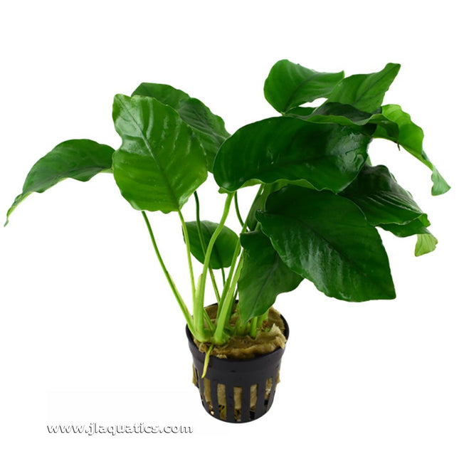 Tropica Anubias barteri var. barteri Potted Plant shown at an angle