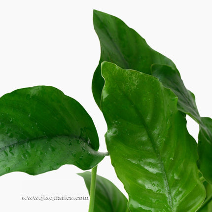 Tropica Anubias barteri var. barteri close-up of leaf structure.