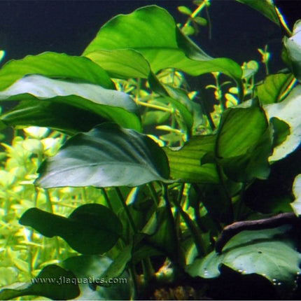 Tropica Anubias barteri var. barteri planted in a freshwater aquarium.