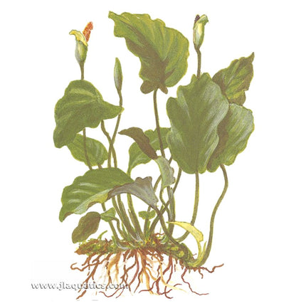 Tropica Anubias barteri var. barteri  diagram including root structure.