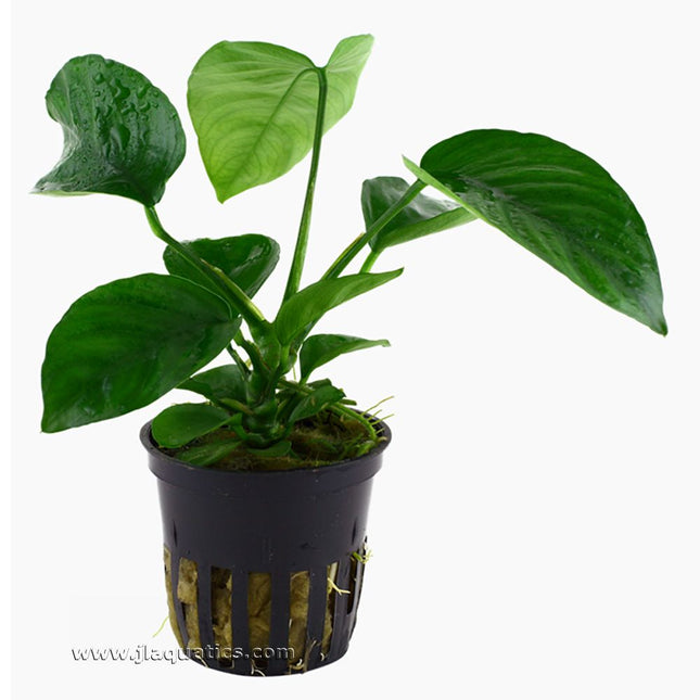 Tropica Anubias berteri caladifolia Potted Plant