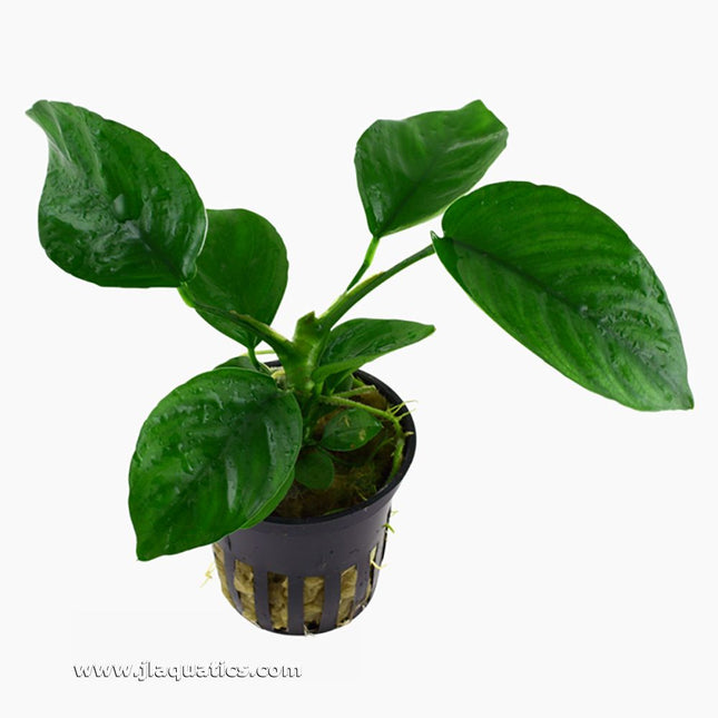 Tropica Anubias berteri caladifolia Potted Plant