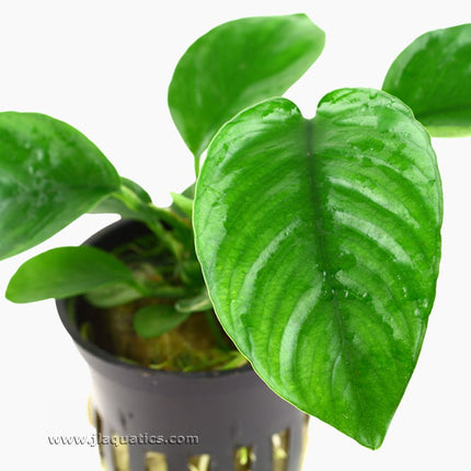 Tropica Anubias berteri caladifolia Potted Plant