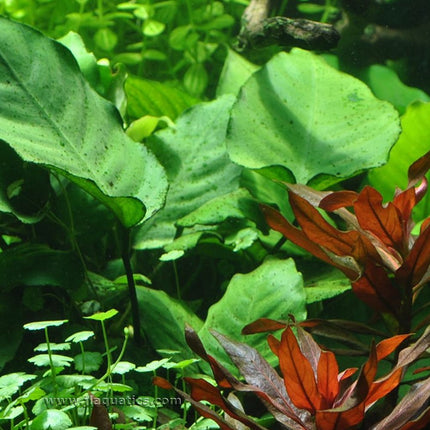 Tropica Anubias berteri caladifolia Potted Plant