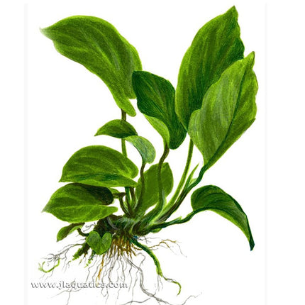 Tropica Anubias berteri caladifolia Potted Plant
