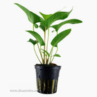 Tropica Anubias gracilis Potted Plant