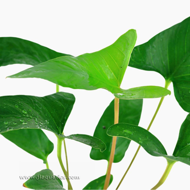 Closeup of leaf and stem structure of the Tropica Anubias gracilis Potted Plant