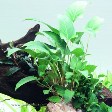Tropica Anubias gracilis Potted Plant planted in a freshwater aquarium