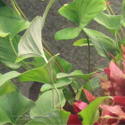 Closeup of the Tropica Anubias gracilis Potted Plant in an aquarium.