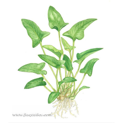 Illustration showing root structure of the Tropica Anubias gracilis Potted Plant