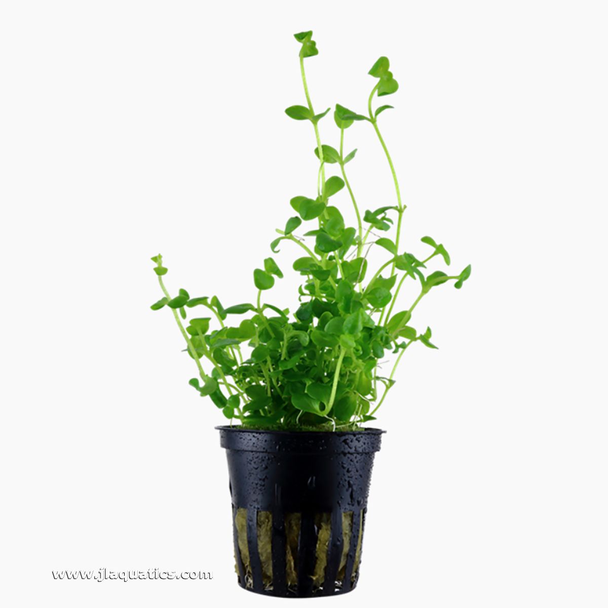 Tropica Bacopa australis Potted Plant