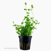 Tropica Bacopa australis Potted Plant