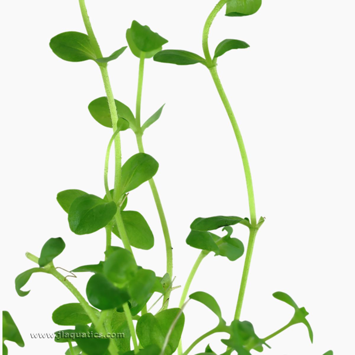 Close-up of the leaf of a Tropica Bacopa australis Potted Plant