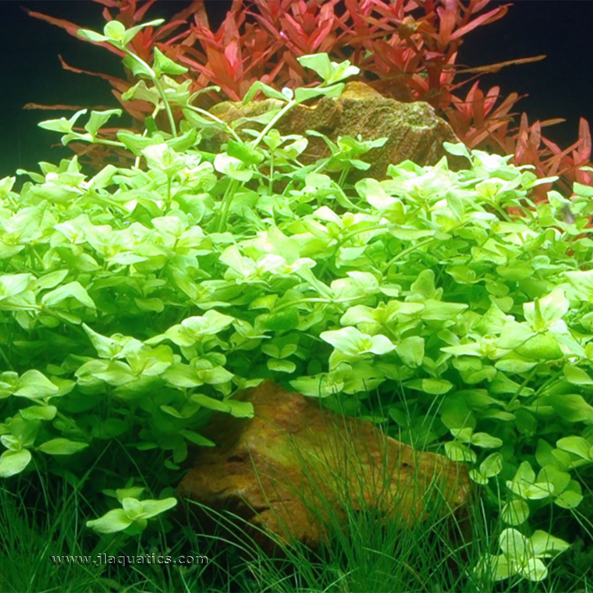  Tropica Bacopa australis Potted Plant in a home planted aquarium.