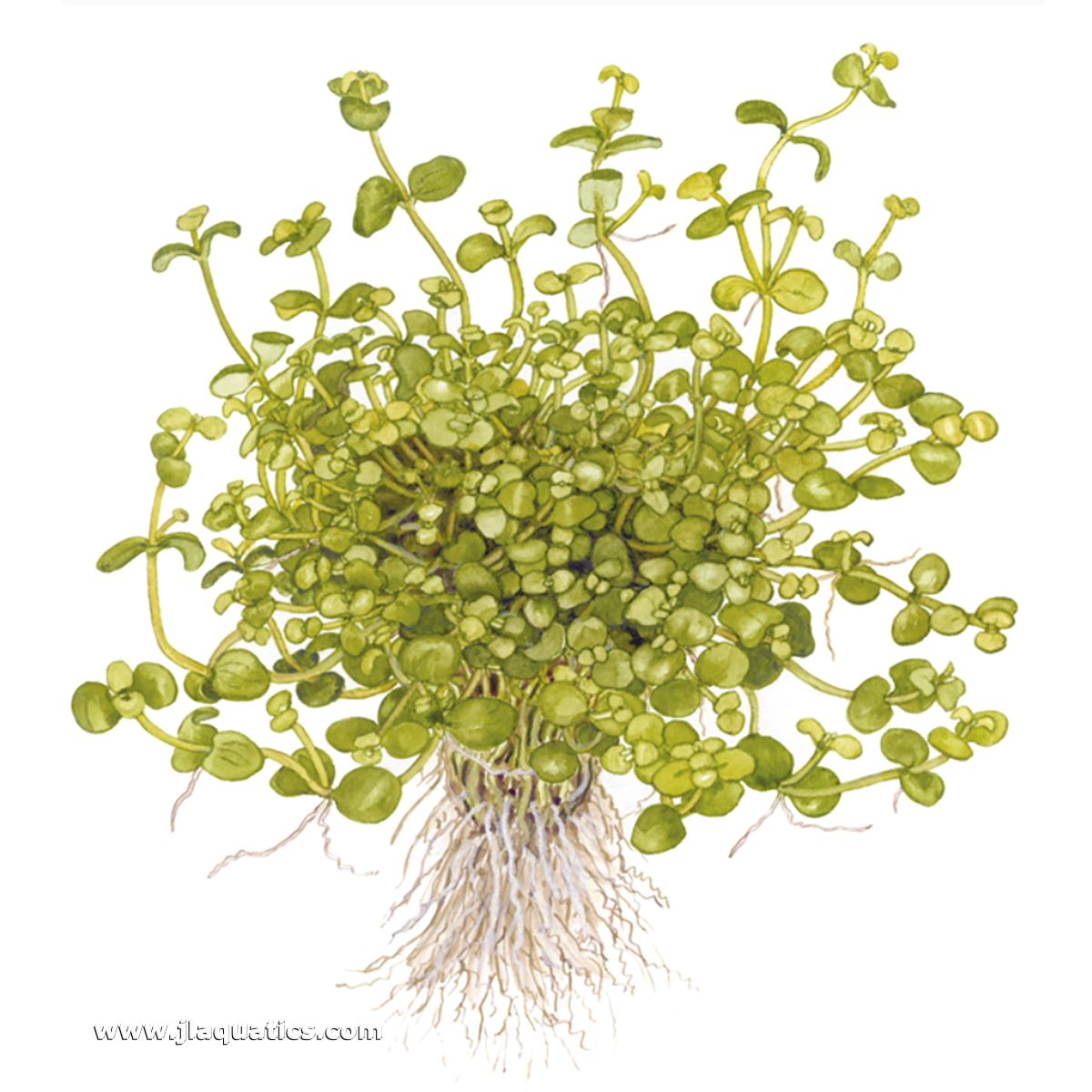 Illustration including root structure of the Tropica Bacopa australis Potted Plant
