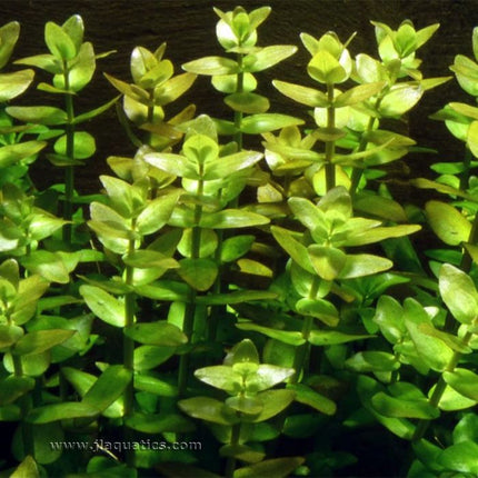Tropica Bacopa caroliniana Potted Plant