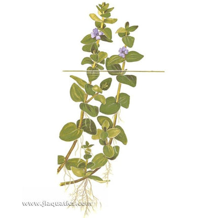 Tropica Bacopa caroliniana Potted Plant