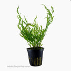 Tropica Bolbitis heudelotii Potted Plant