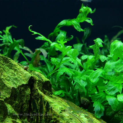 Tropica Bolbitis heudelotii Potted Plant