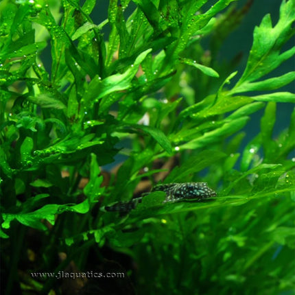 Tropica Bolbitis heudelotii Potted Plant