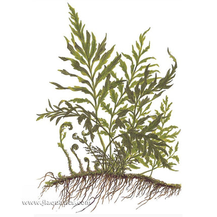 Tropica Bolbitis heudelotii Potted Plant