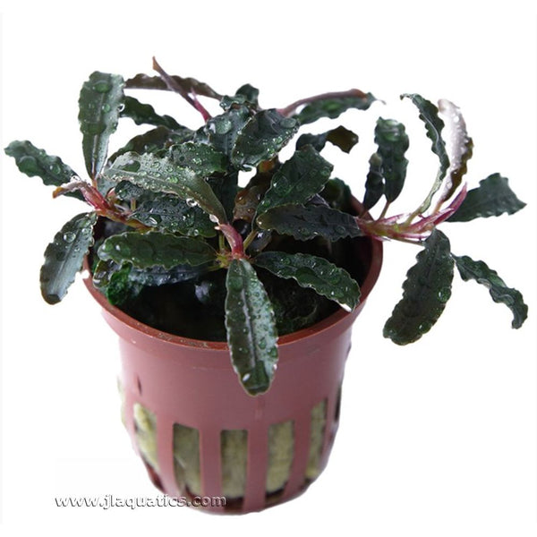 Tropica Bucephalandra (Kedagang) Potted Plant – J&L Aquatics Ltd.