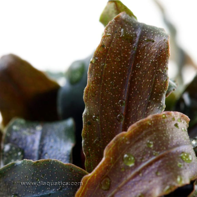 Tropica Bucephalandra (Kedagang) Potted Plant close-up of this freshwater aquarium plant leaves.