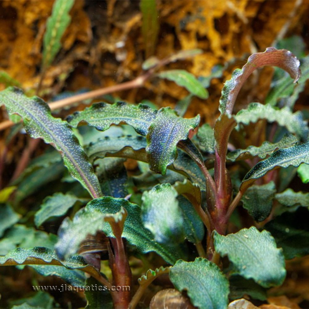 Tropica Bucephalandra (Kedagang) Potted Plant planted in an aquarium