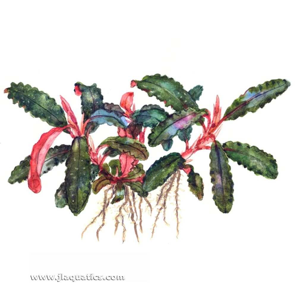 Tropica Bucephalandra (Kedagang) Potted Plant diagram including root structure