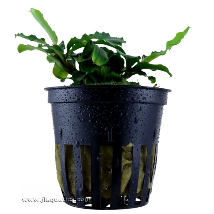 Tropica Bucephalandra pygmaea Potted Plant | JLAquatics Canada