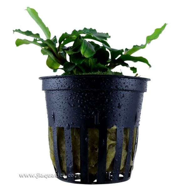 Tropica Bucephalandra pygmaea Potted Plant | JLAquatics Canada