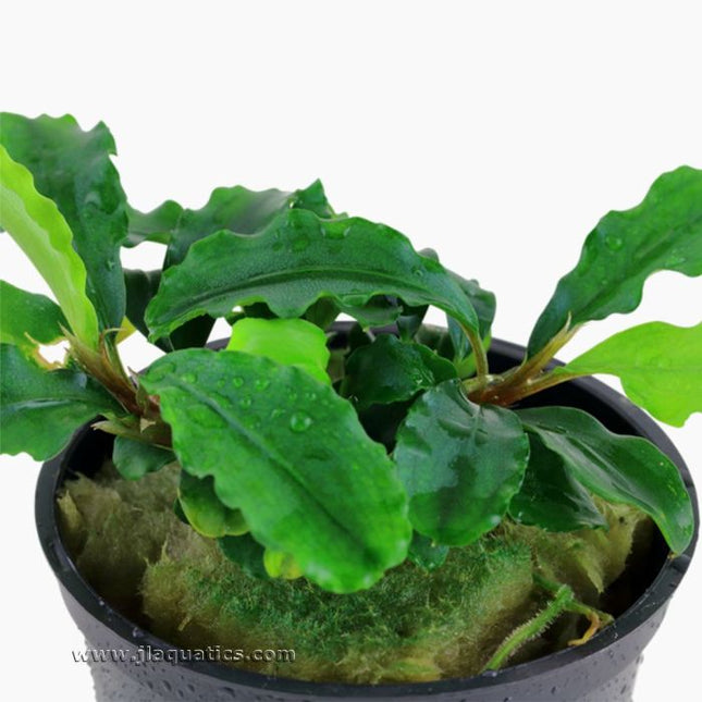 Tropica Bucephalandra pygmaea Potted Plant