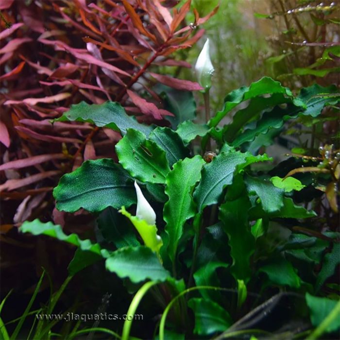 Tropica Bucephalandra pygmaea Potted Plant