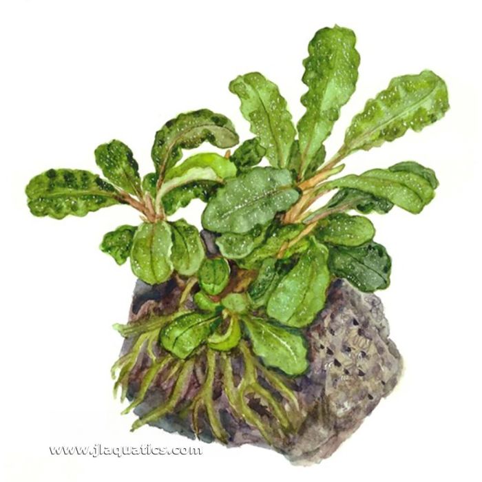 Tropica Bucephalandra pygmaea Potted Plant | JLAquatics Canada