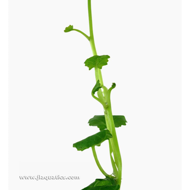 Tropica Cardamine lyrata Potted Plant close-up of stem and leaf structure