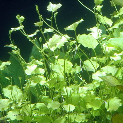 Tropica Cardamine lyrata Potted Plant planted in a freshwater aquarium