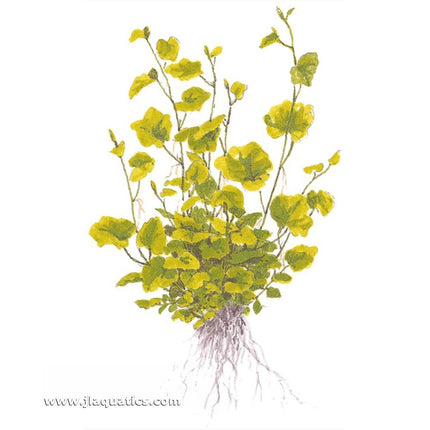 Illustration including root structure of the Tropica Cardamine lyrata Potted Plant