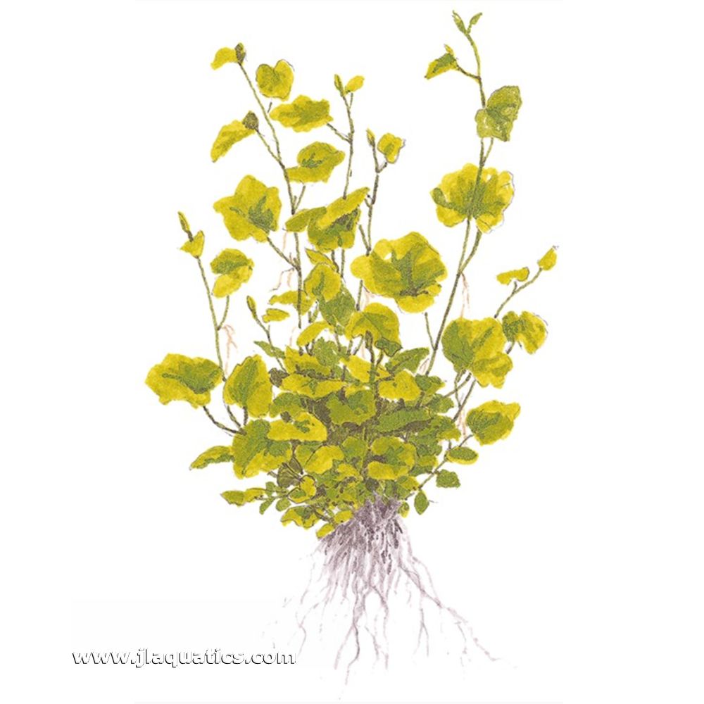 Illustration including root structure of the Tropica Cardamine lyrata Potted Plant
