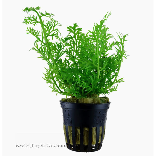 Tropica Ceratopteris thalictroides Potted Plant