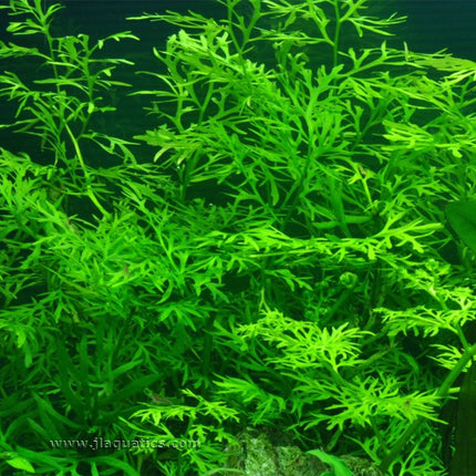 Tropica Ceratopteris thalictroides Potted Plant planted in a freshwater aquarium
